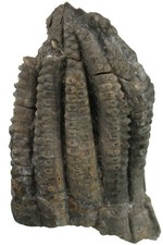 Triassic Encrinus liliiformis