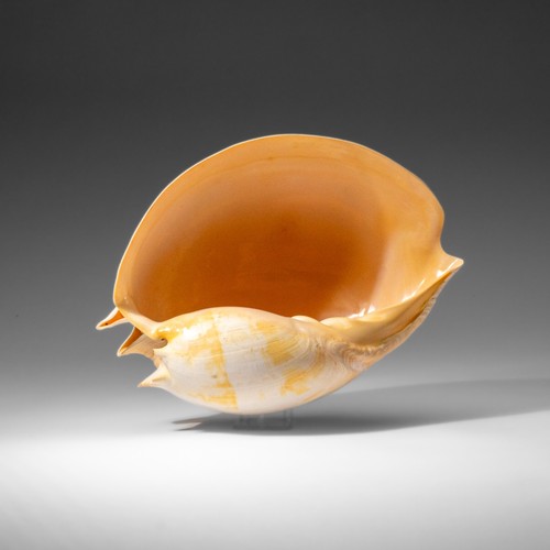 Genuine large volute - large, shell