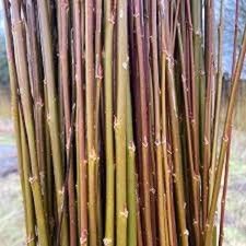 6 x willow cuttings. Salix Alba Fragilis (Flanders Red)  (approx 30cm) FRESH