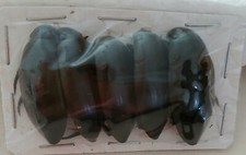 Water Beetle Hydrophilus Triangularis  A- Park OF 5 Ideal For Framing.