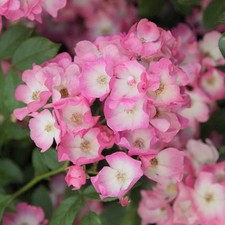 Free Flowering Rosa Ballerina