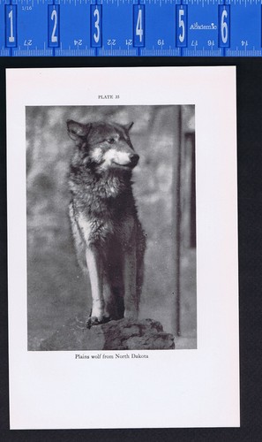 North dakota plains - dakota,