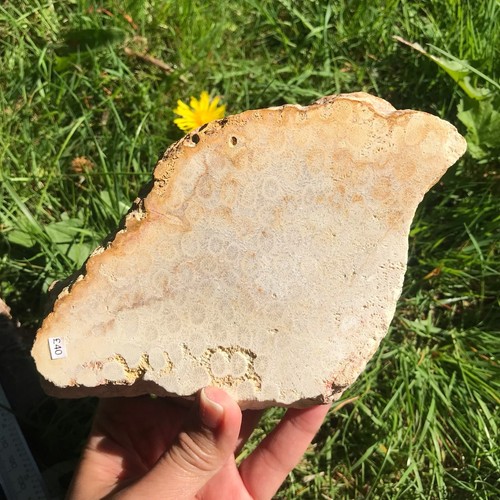 Coral fossil slab - coral,