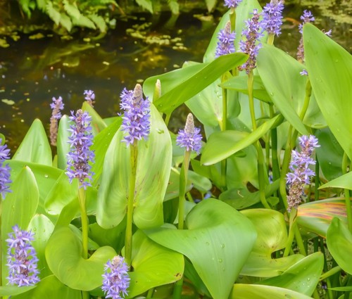 Pickerel weed pontederia - pickerel,