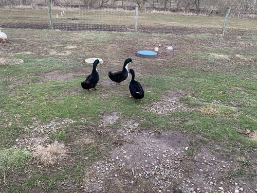 Fertile duck hatching eggs - 6,