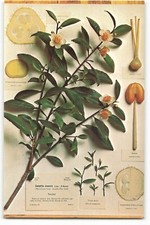 Postcard Ware Glass Model