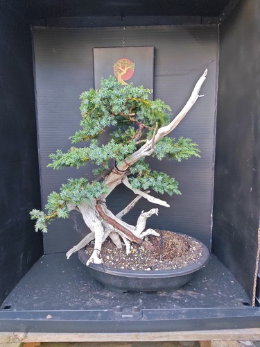 Tanuki needle juniper bonsai - juniper,
