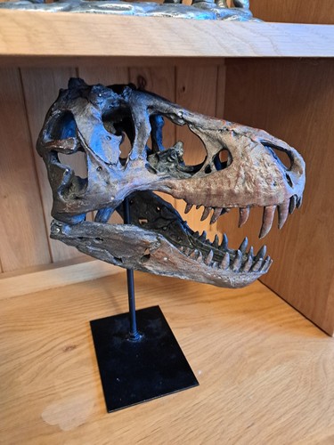 Realistic rex dinosaur skull - dinosaur,
