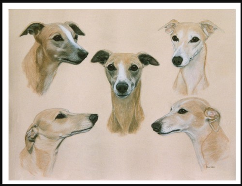 Whippet head studies - studies, vintage