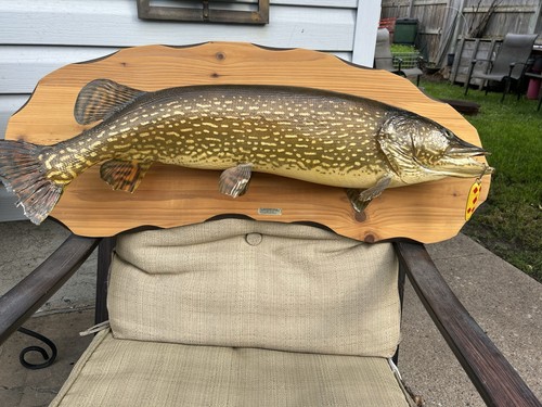 Foot northern pike - 3-foot,