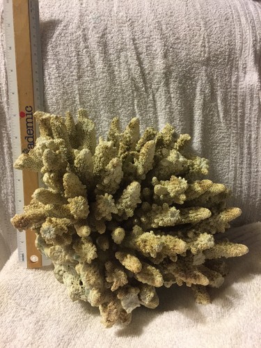 Coral salt water - salt,