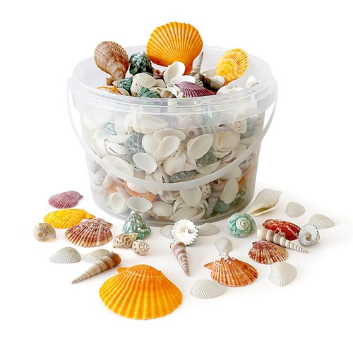 Mixed seashells approx - mixed,