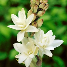 Fragrant polianthes tuberosa - fragrant,