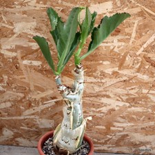 D1449 CYPHOSTEMMA CISSUS