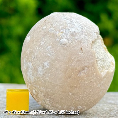 Rare echinocorys fossil - rare,