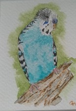 ACEO Budgie Budgerigar