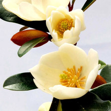 Magnolia Laveifolia 'Honey Velvet' - PREMIUM Evergreen Magnolia Tree in 5ltr pot