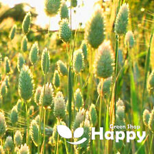 CANARY GRASS - 500 SEEDS - Phalaris canariensis - ORNAMENTAL GRASS - BIRD FOOD