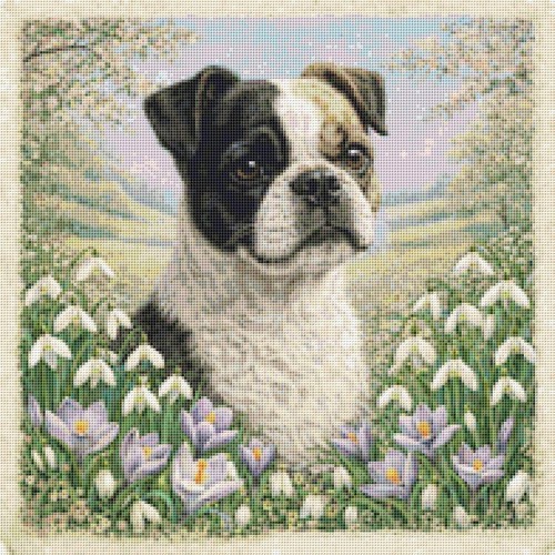 Boston terrier pug - boston,