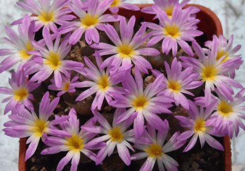 Conophytum pellucidum ssp