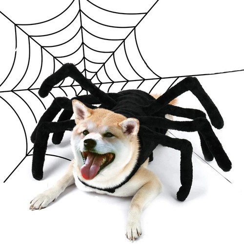 Halloween pet spider costume - spider,