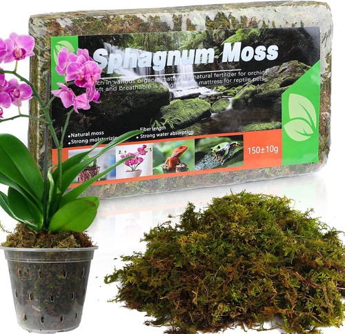 Natural sphagnum moss for - moss,