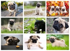 PUG POSTER - LOTS OF SIZES -