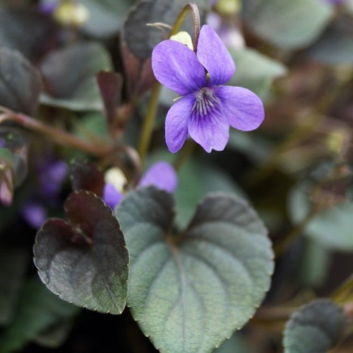 Viola riviniana purpurea - viola,