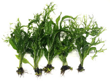 5x Java Fern "Windelov" Live