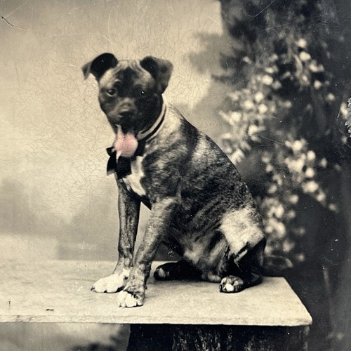 Antique tintype photograph - antique,