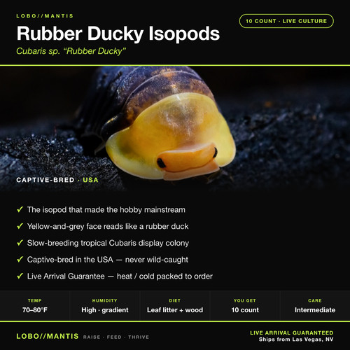 Rubber ducky isopods cubaris - ducky,