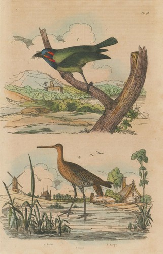 Birds barbu - barbu, (berbet/barbet)