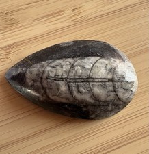 Orthoceras Fossil