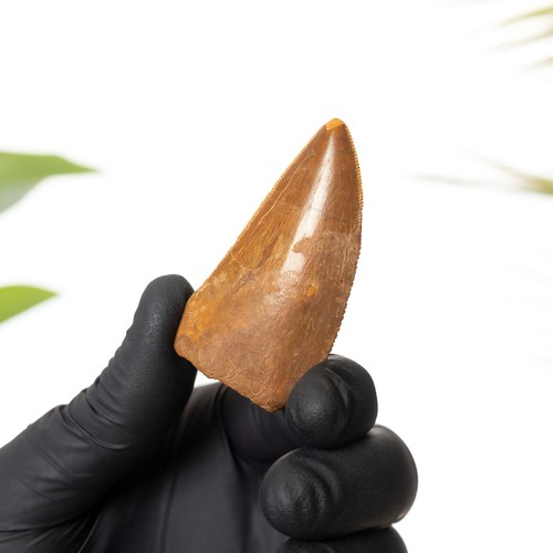 Inch african t - inch, "african