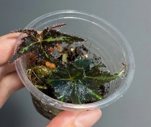 Begonia liondance rooted - liondance,