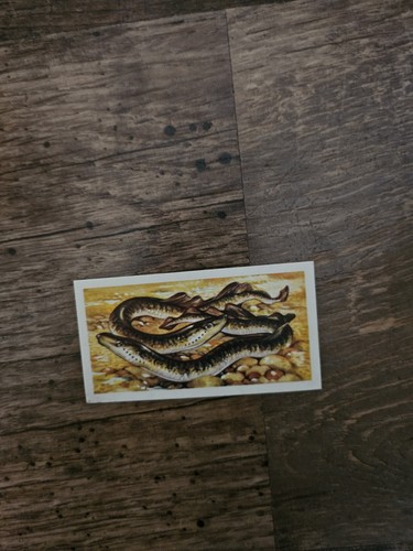 Brooke bond tea card - brooke,