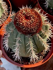 Melocactus Matanzanus | Large