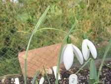 Galanthus Fly Fishing – Flowering Bulb plus offset