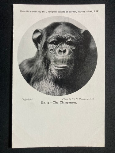 The chimpanzee vintage london - the,