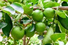 Key Lime Seeds-Dwarf Lime Plant Seeds indoor & outdoor planting 20 seeds