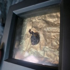 Beautiful Rare Mummified Crow Heart  Framed Wicca Gothic Decore Taxidermy