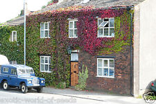 VIRGINIA CREEPER IVY SEEDS PERENNIAL CLIMBER HOUSE DECORATION