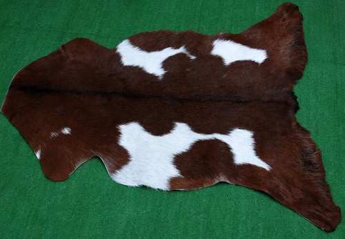 Goat western taxidermy hide - goat,