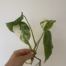 Monstera Deliciosa Albo