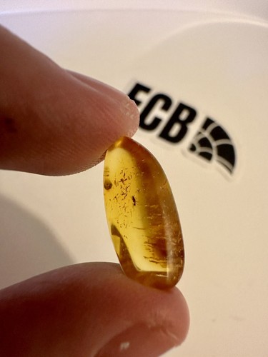 Baltic amber with mosquito - with,
