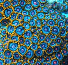 GWC Blue Magic Zoa Frag