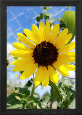 Summer Sunflower Framed Wall