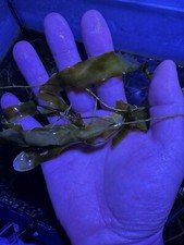 Caulerpa Prolifera- Marine Macro algae For Refugium, reef Tank.