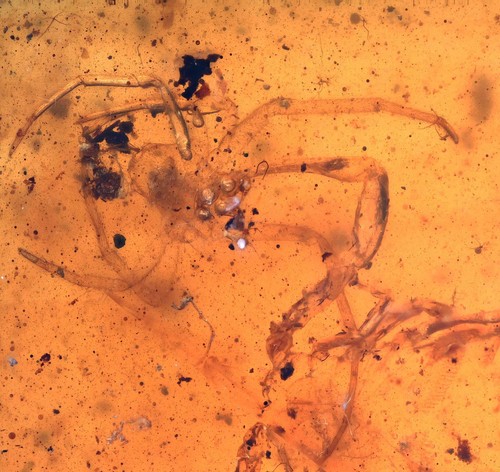 Extremely rare scorpion with - extremely,