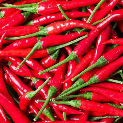 Fresh red bird eye chilli - bird's,